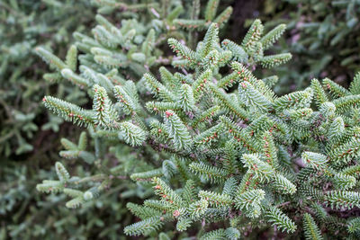 Close-up of pine tree