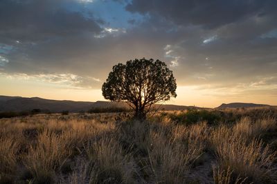 View of trees on landscape at sunset