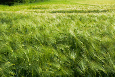 Full frame shot of wheat field