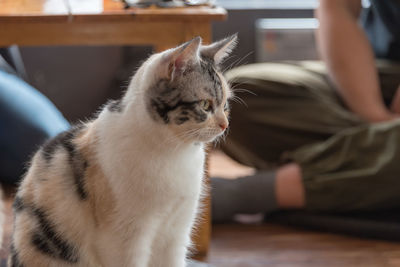 Close-up of cat sitting