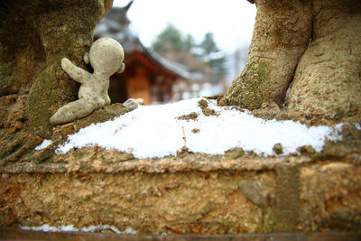 Close-up of snow on tree against sky