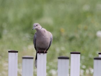 Bird perching on railing