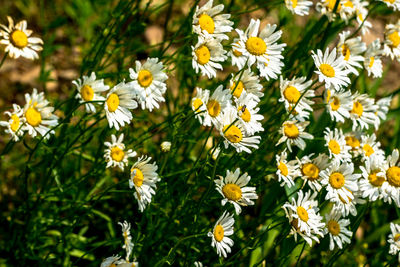 Close-up of yellow flowers blooming on field