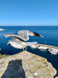 Seagulls on sea shore against clear blue sky