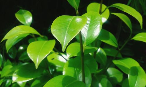 Close-up of leaves
