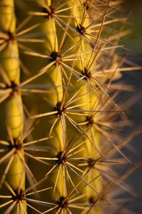 Full frame shot of cactus