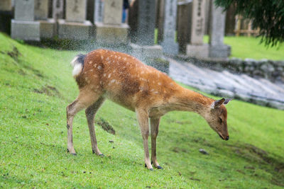 Side view of giraffe on grass