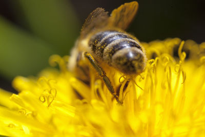 Close-up of honey bee on yellow flower