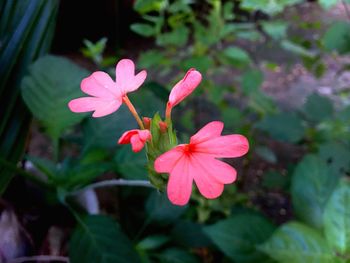 Close-up of pink flowers blooming outdoors