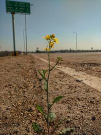 View of flowering plant on road