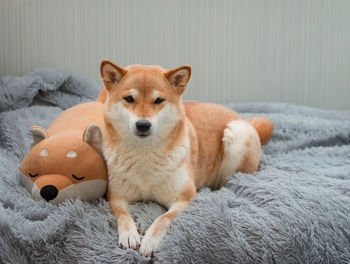 Fluffy young red dog shiba inu lies at home on a gray furry blanket with to a toy dog shiba inu