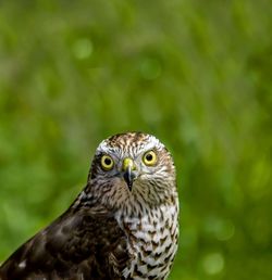 Close-up portrait of owl