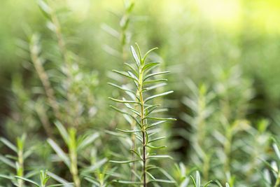 Close-up of crops growing on field