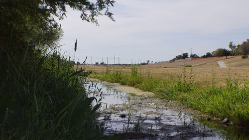 Scenic view of agricultural field against sky