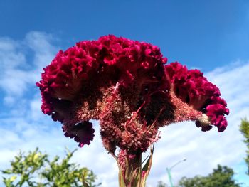 Close-up of pink flowering plant against sky