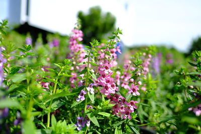 Close-up of purple flowering plants