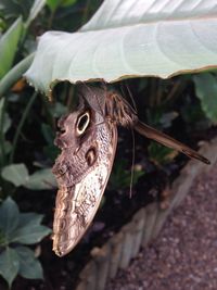 Close-up of butterfly on plant