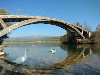 Swans on bridge over river in city