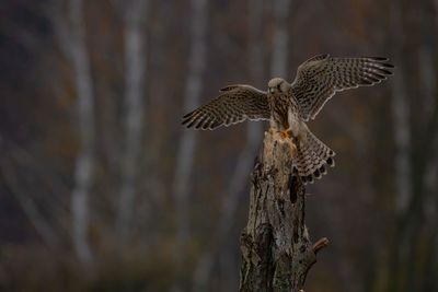 Bird flying over a tree