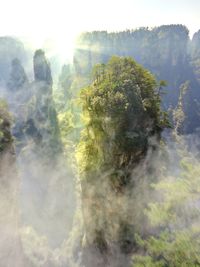 Trees on mountain against sky