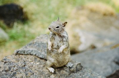 Close-up of squirrel on rock