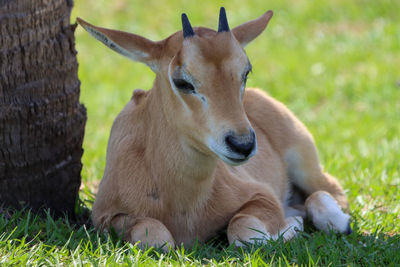 Young scimitar horned oryx by palm tree relaxing in afternoon field
