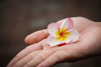 Close-up of hand holding flower