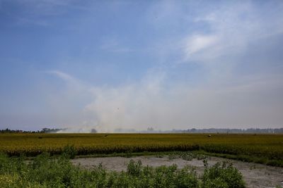 Scenic view of agricultural field against sky