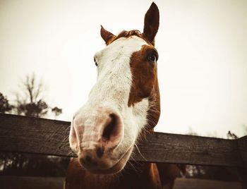 Close-up portrait of horse in stable