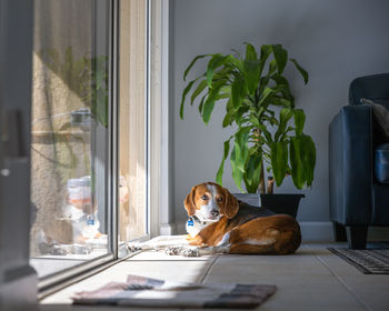 Portrait of dog sitting at home