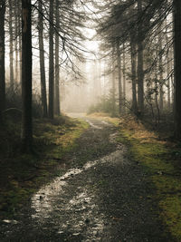 Dirt road amidst trees in forest