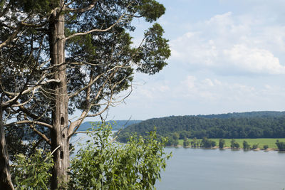 Tree by lake against sky