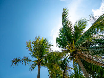 Low angle view of coconut palm tree against blue sky