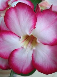 Macro shot of pink flower