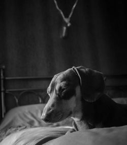 Close-up of dog relaxing on bed