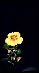 Close-up of yellow flowers