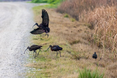 Bird on field