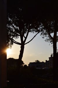 Silhouette tree against sky during sunset