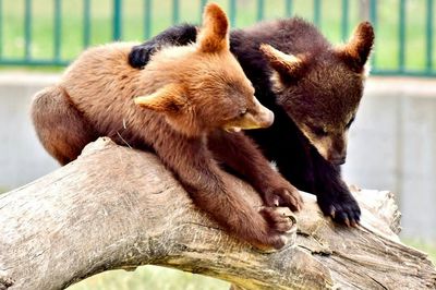 Close-up of two bears sitting on tree