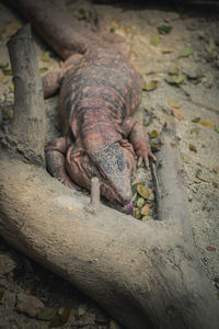 Close-up of lizard on tree trunk