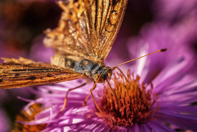 Close-up of butterfly on purple flower