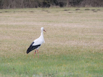 Side view of a bird on field