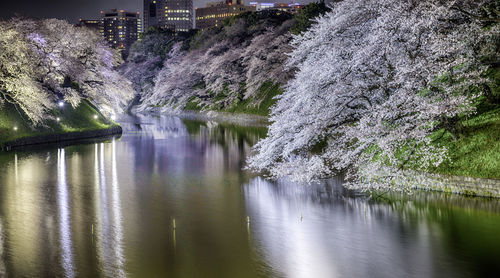 Scenic view of river amidst trees