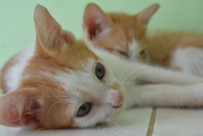 Close-up portrait of cat lying down