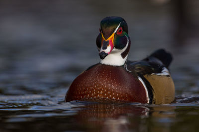 Duck swimming in lake