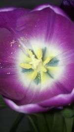 Close-up of purple flower