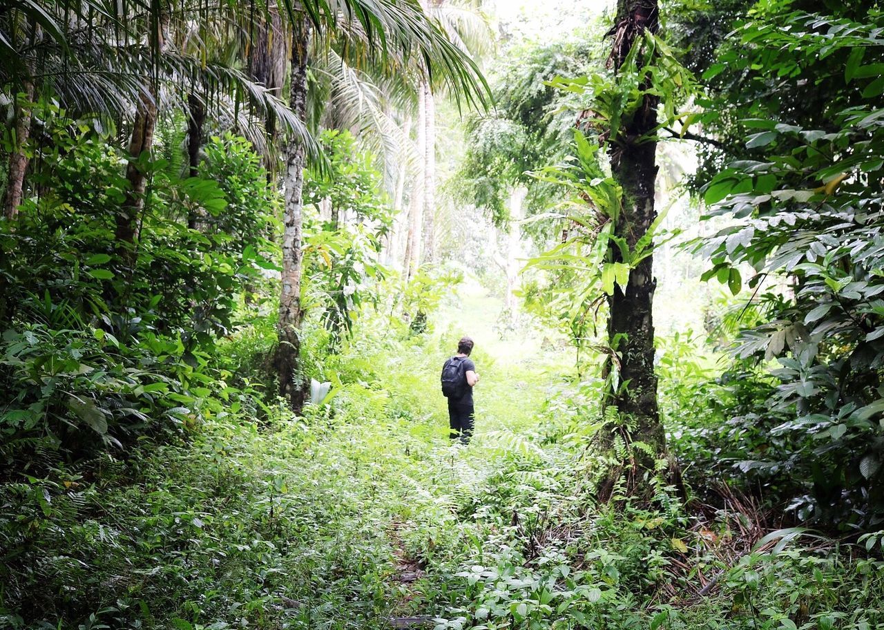 REAR VIEW OF WOMAN WALKING AMIDST PLANTS IN FOREST