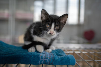 Close-up portrait of kitten at home