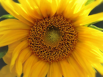 Close-up of sunflower