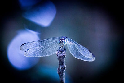 Close-up of damselfly on leaf